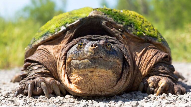 Understanding the Snapping Turtle: A Fierce and Fascinating Reptile