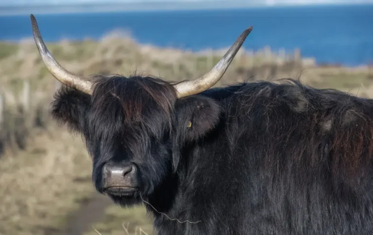 Introduction to the Highland Cow